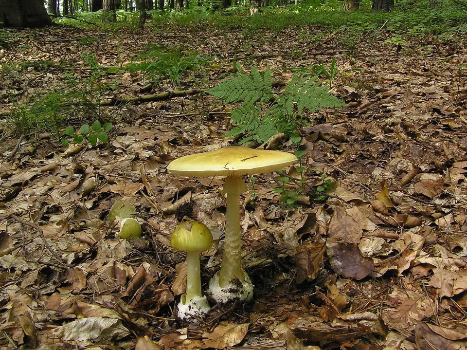 Farinera borda