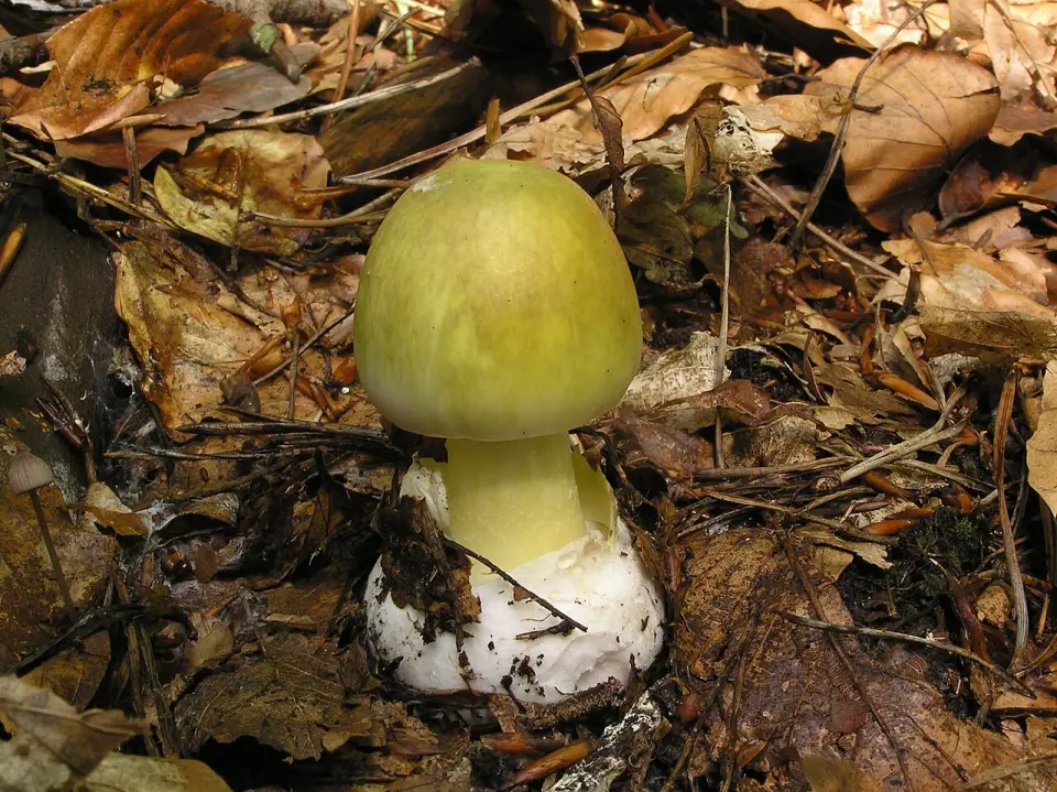 Farinera borda