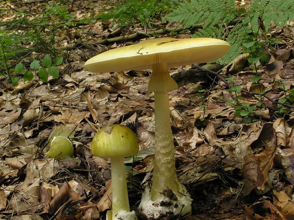 Farinera borda