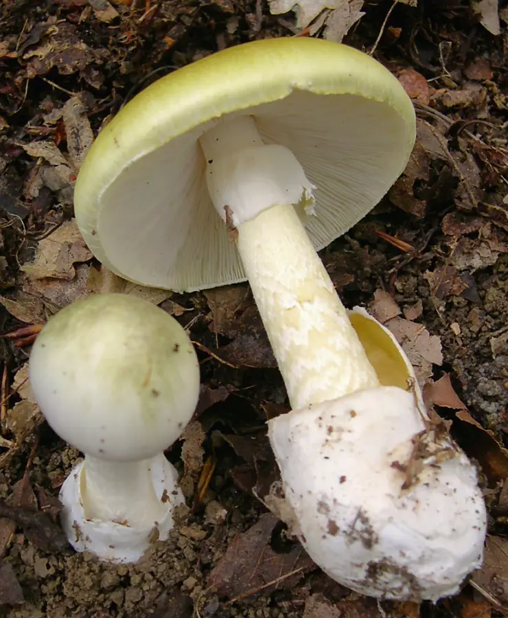 Farinera borda