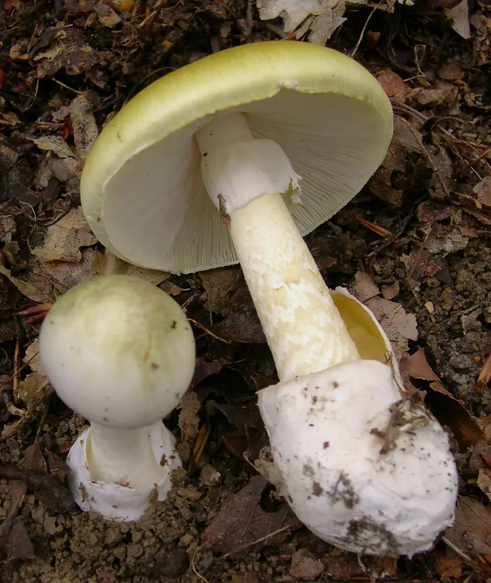 Farinera borda