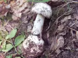 Amanita verna