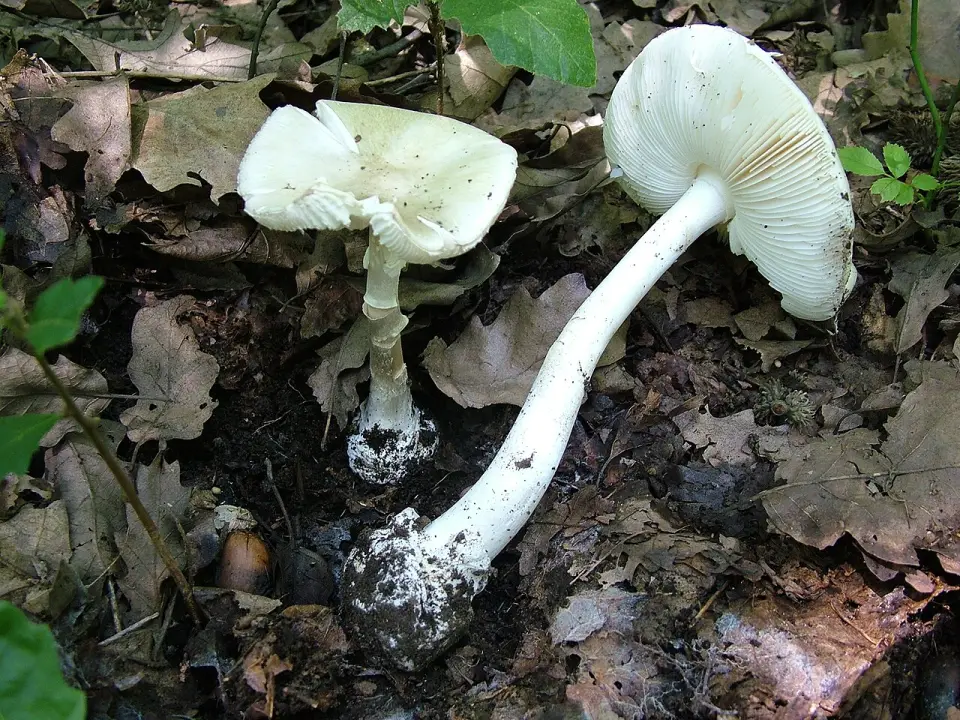 Cogomassa