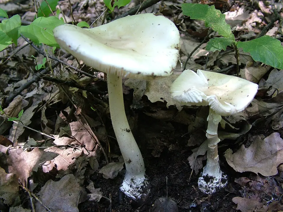 Cogomassa