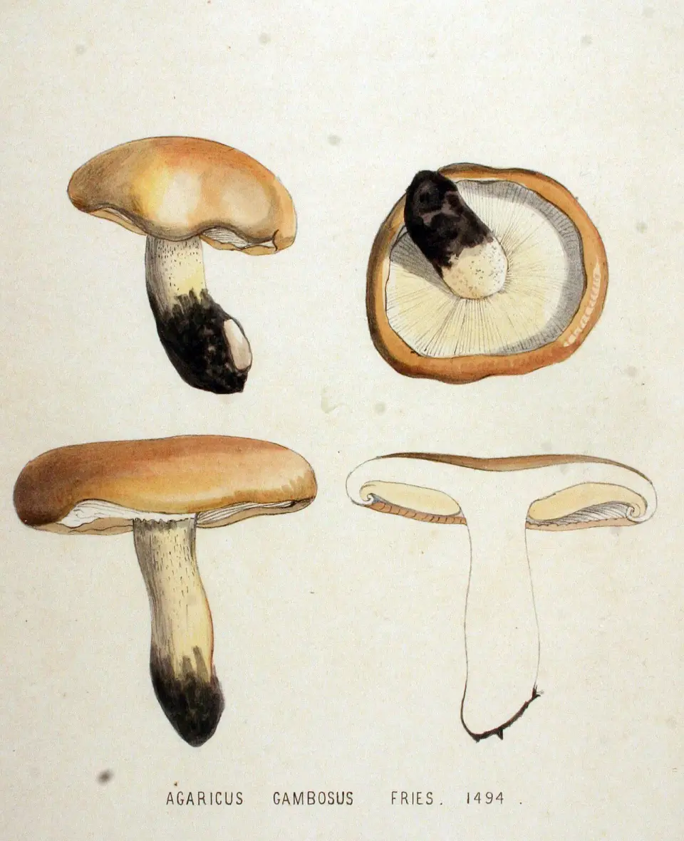 Perrechico