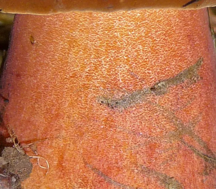 Pie rojo