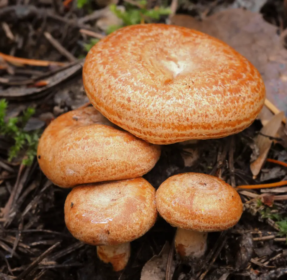 Níscalo