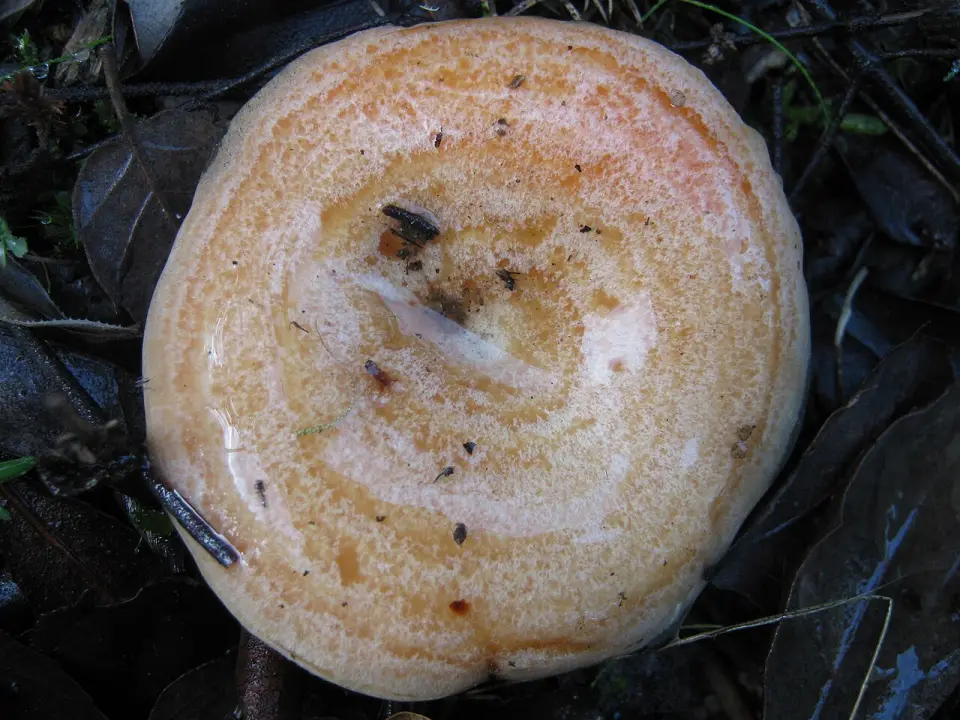 Níscalo
