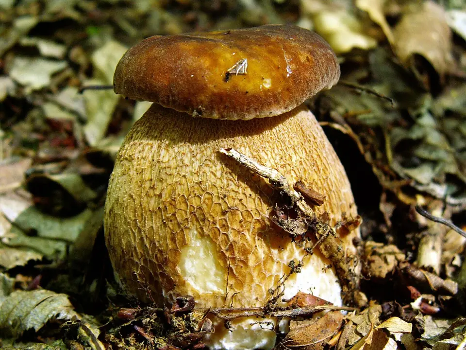 Cep d'estiu