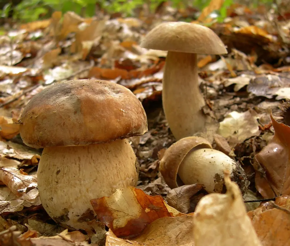 Cep d'estiu