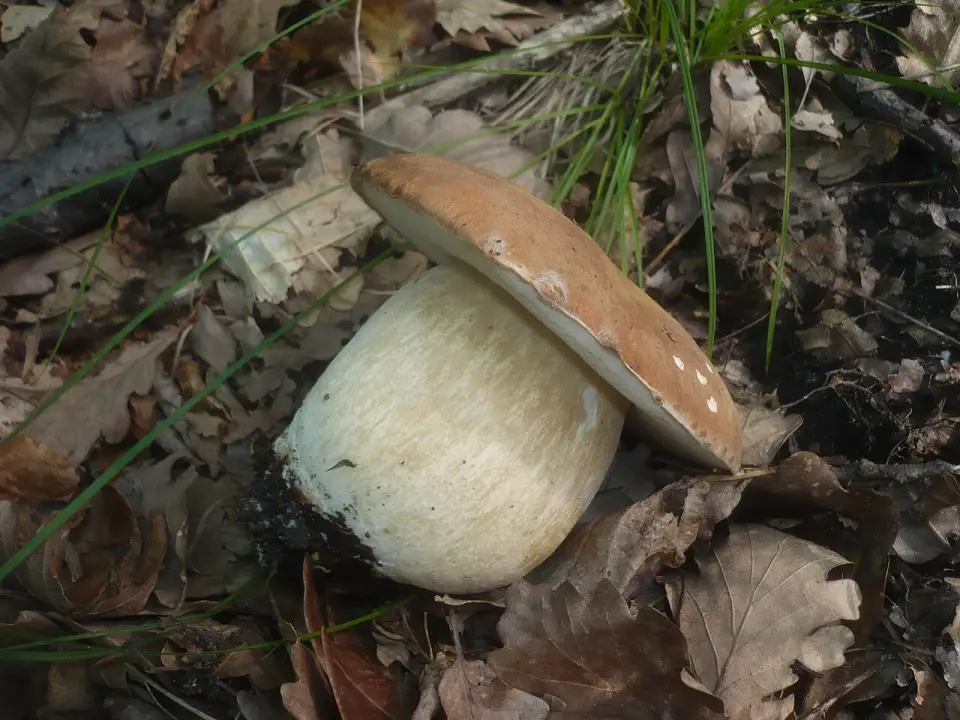 Cep d'estiu