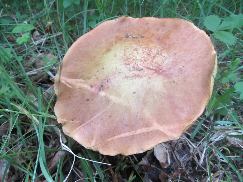 Cep d'estiu