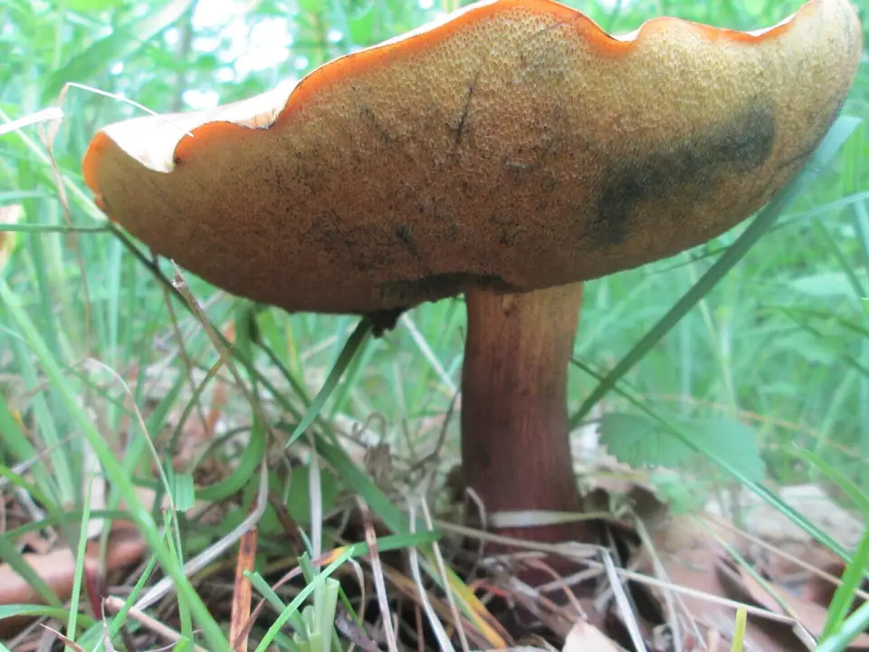 Cep d'estiu