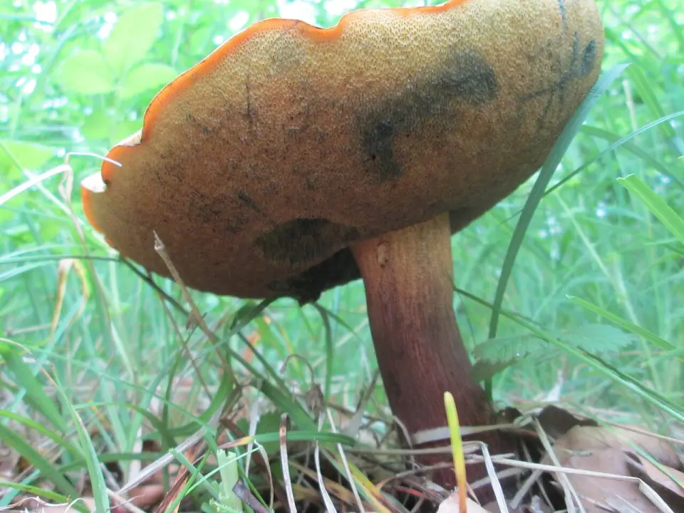 Cep d'estiu