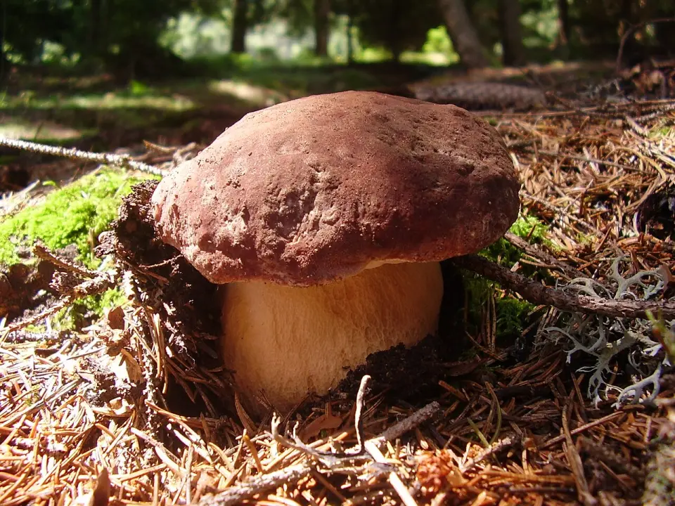 Cep de pi