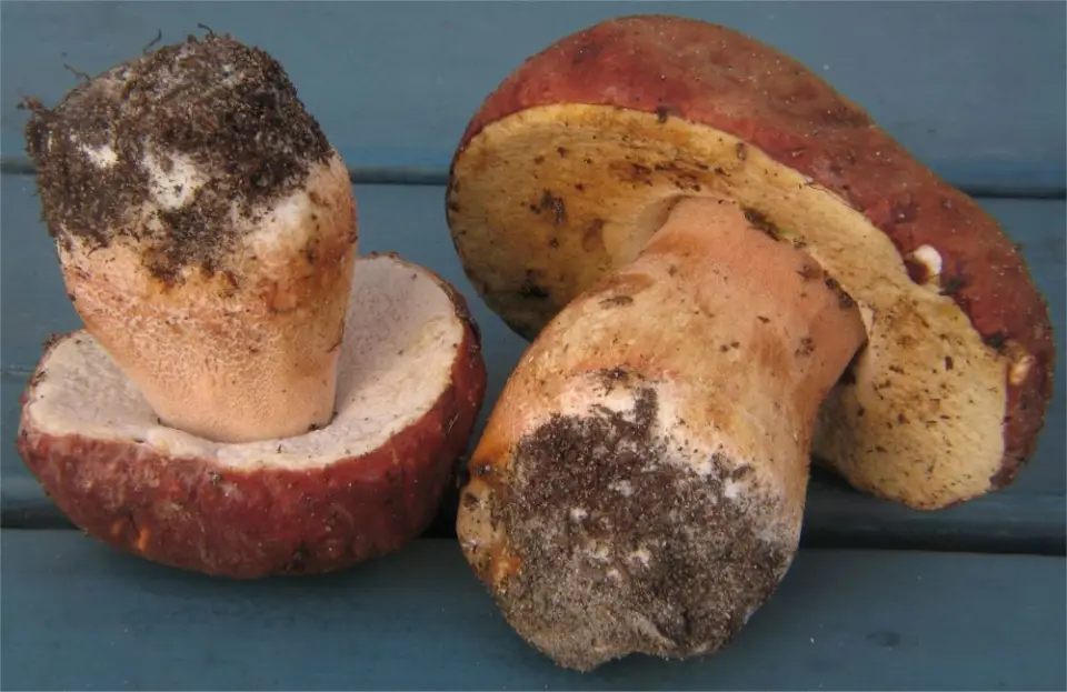 Cep de pi