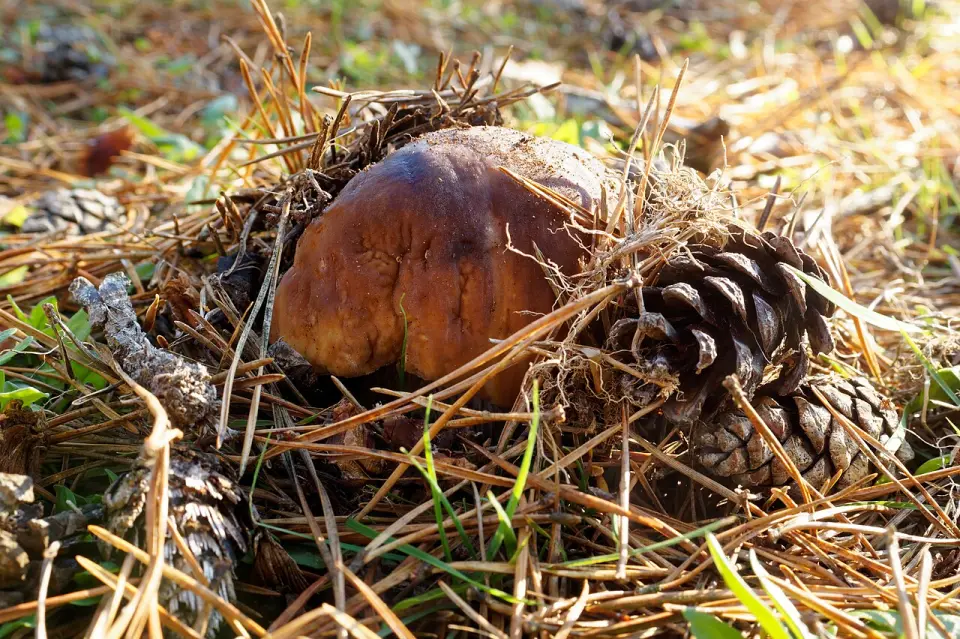 Cep de pi