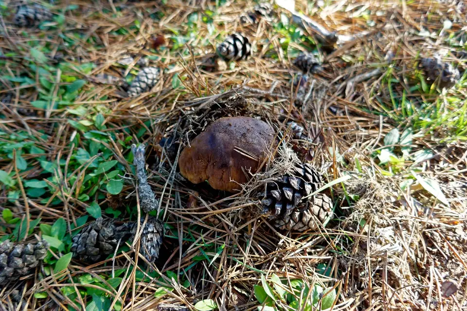Cep de pi