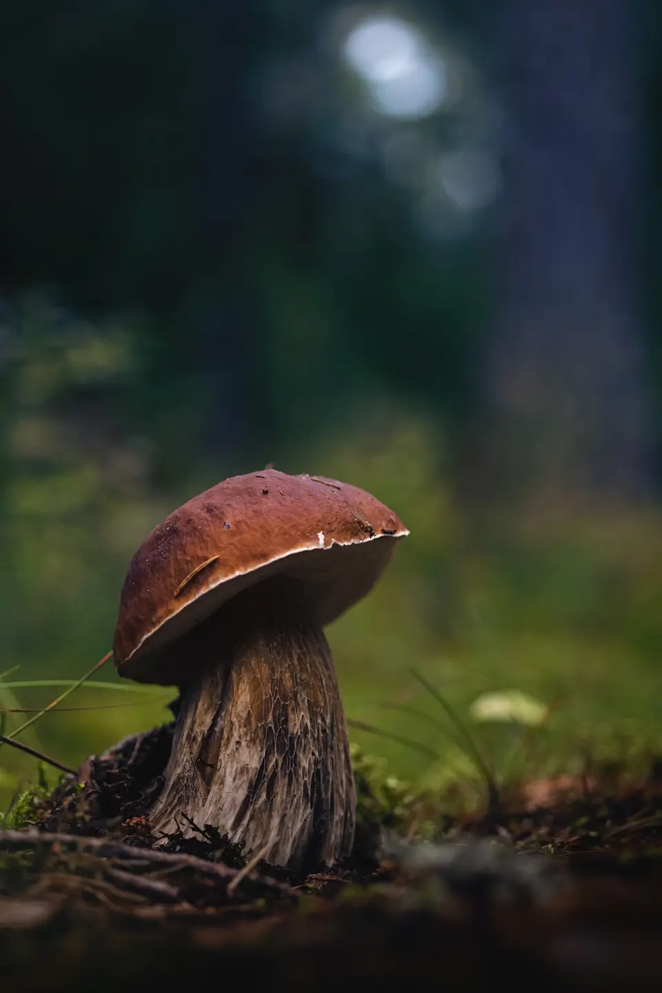 Cep de pi